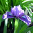 Iris pumila True Navy